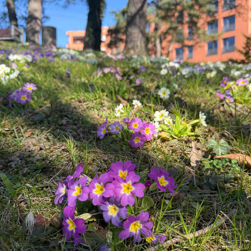 Baustelle Blumenwiese